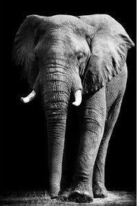 GROOT aluminium schilderij Single Power olifant 120 x 180 cm, Huis en Inrichting, Woonaccessoires | Schilderijen, Tekeningen en Foto's