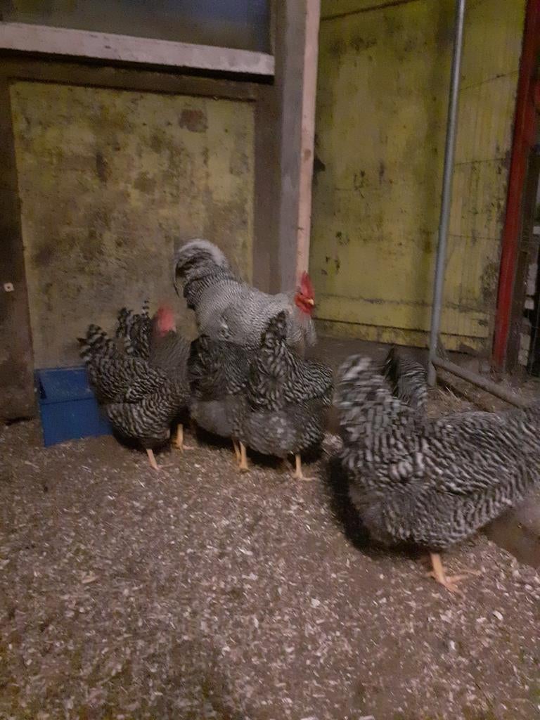 Broedeieren Amrock groot, Dieren en Toebehoren, Geslacht onbekend, Kip