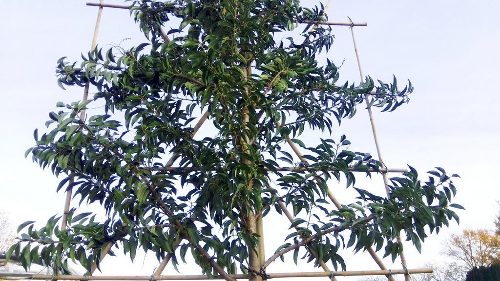 Portugese laurier | Prunus lusitanica angustifolia, Tuin en Terras, Planten | Bomen, Ophalen of Verzenden, In pot, Halfschaduw