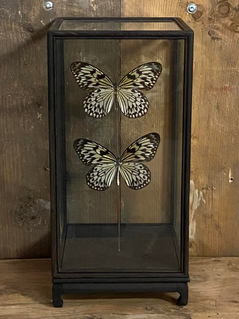 Mooie vitrine met Idea Leuconoe vlinders, Verzamelen, Dierenverzamelingen, Nieuw, Opgezet dier, Insect, Ophalen