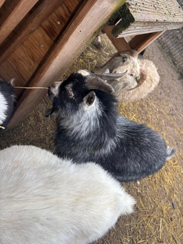 Wegens inkrimping te koop: geiten en schaap!, Dieren en Toebehoren, Meerdere dieren, Geit