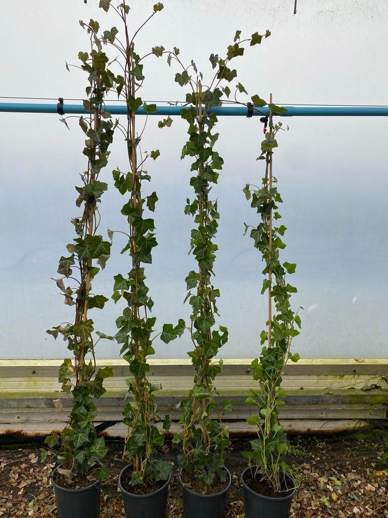 Hedera hibernica - Ierse klimop groenblijvend schutting, Tuin en Terras, Planten | Tuinplanten, Vaste plant, Klimplanten, Halfschaduw