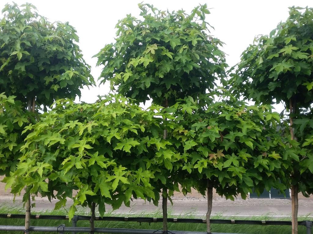 Liquidambar gum ball, dak Liquidambar en lei Liquidambar, Ophalen, Bloeit niet, Halfschaduw, Leiboom