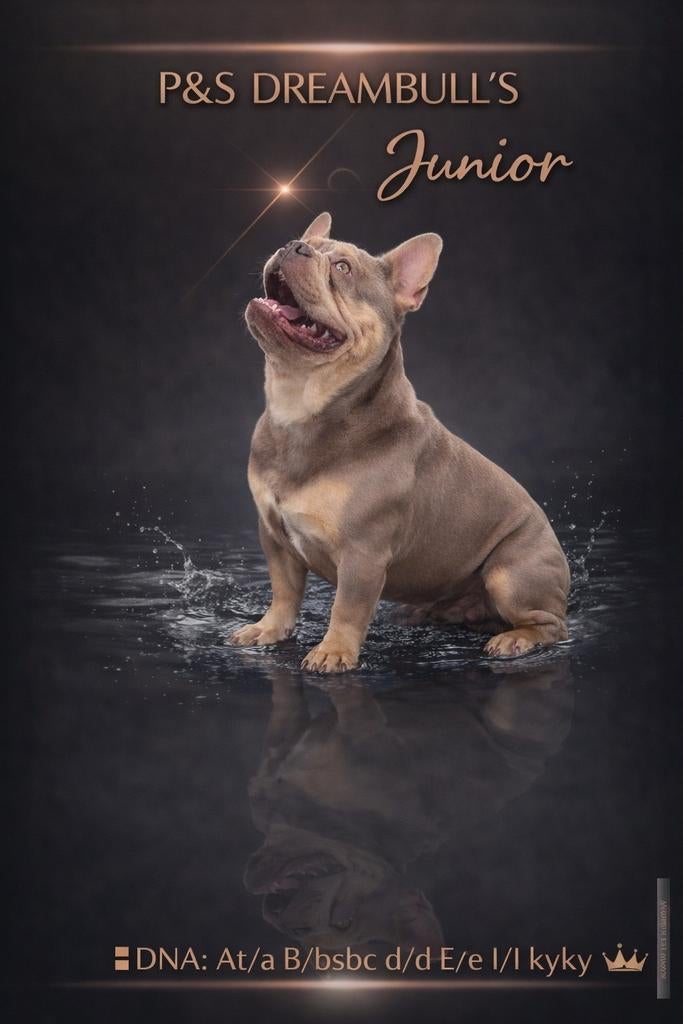 😍 Super gave isabella cherrytan dekreu Junior 😍, Particulier, Reu, Buitenland, Parvo