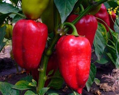 Paprika Anastasia, Ophalen of Verzenden, Voorjaar, Volle zon, Zaad