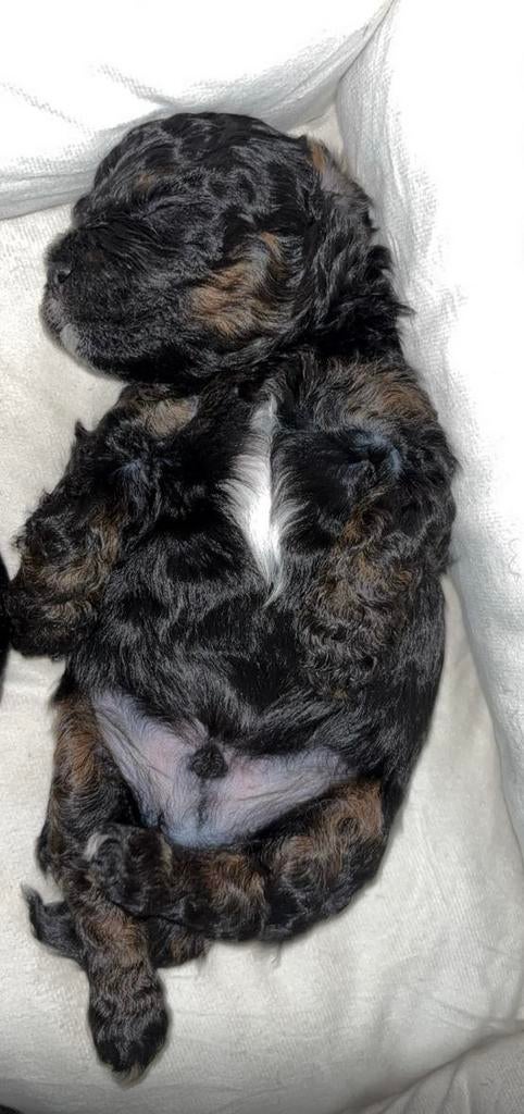 Super knappe boompoo pups, 8 tot 15 weken, Parvo, Meerdere, Meerdere dieren