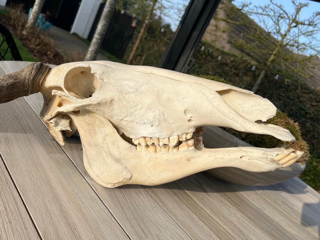 Gnoe schedel met onderkaak, Verzamelen, Ophalen