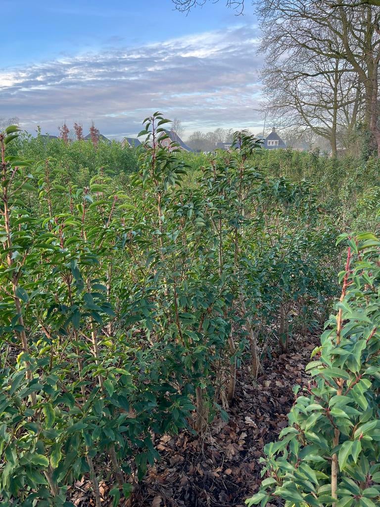 Laurier planten | Portugese Laurier | Laurier, Ophalen, Laurier, Haag, 100 tot 250 cm