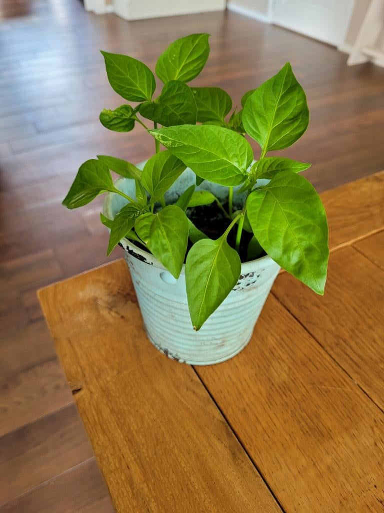 Paprika en peper plantjes, Tuin en Terras, Planten | Tuinplanten, Ophalen, Volle zon, Groenteplanten, Eenjarig