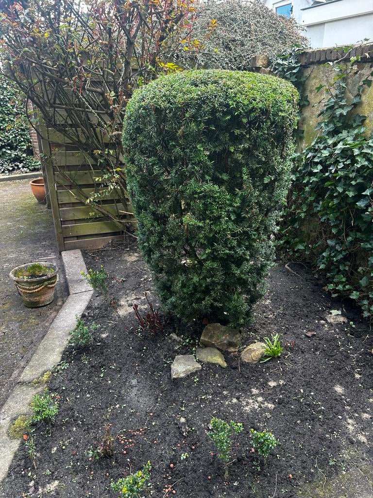 Taxus haagplant, Vaste plant, Bloeit niet, Halfschaduw, Ophalen
