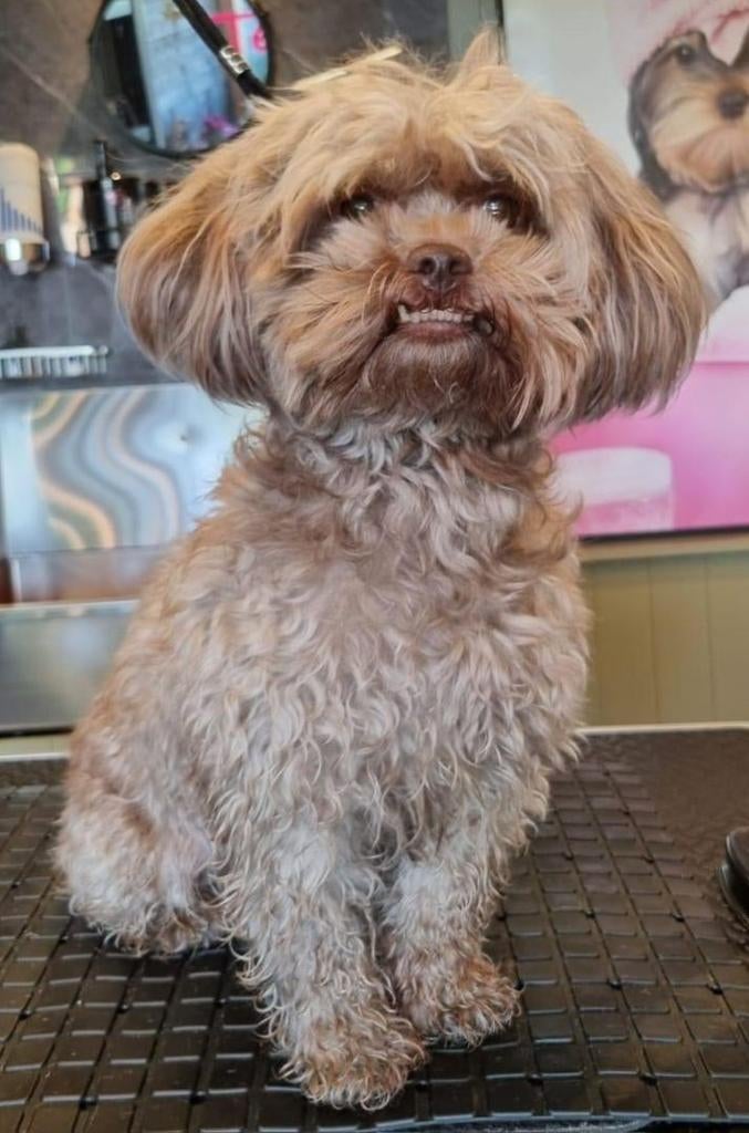 ShiPoo’s ( mini Labradoodle) puppies verwacht., Parvo, Overige rassen, 8 tot 15 weken, Meerdere