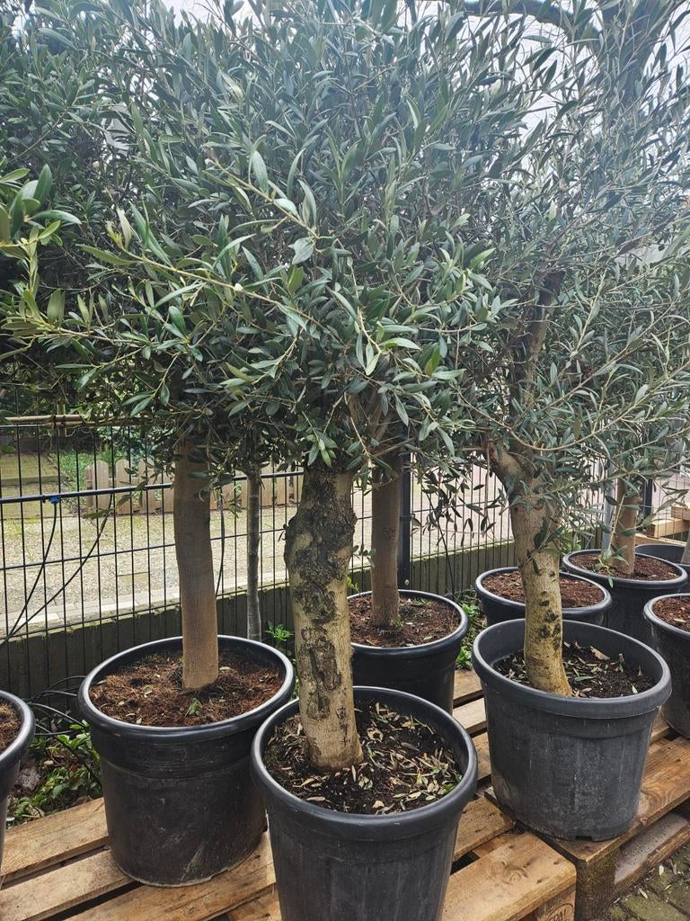 Olijfbomen 170cm hoog dikke stam 115-159 euro, Volle zon, Ophalen of Verzenden, 100 tot 250 cm, Olijfboom