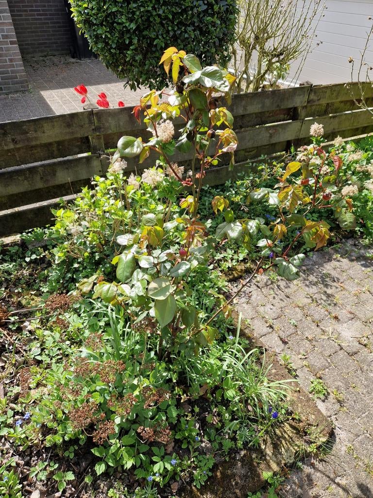 Gratis tuinplanten / boom zelf uitgraven en snoeien, Tuin en Terras, Ophalen