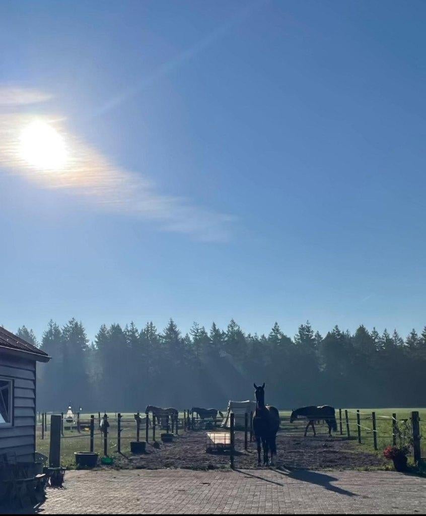 Pensionstalling koudhoorn, Stalling