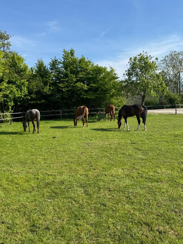 Paarden stalling aangeboden Wijdewormer, Stalling, 1 paard of pony
