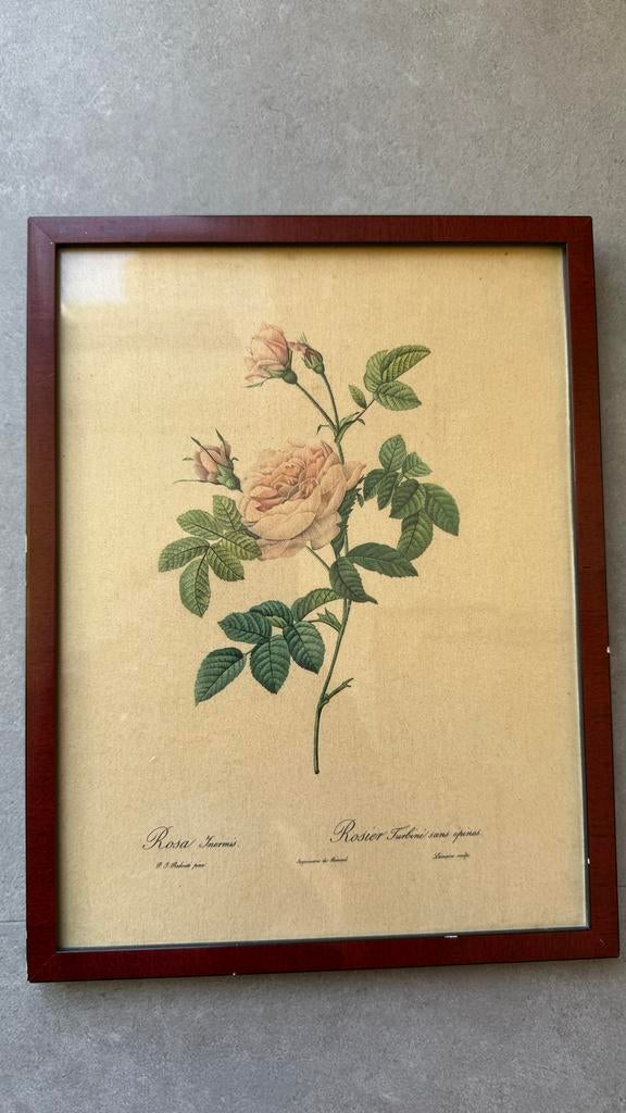 Botanische rozenprenten, Redouté reproducties, Antiek en Kunst, Ophalen of Verzenden