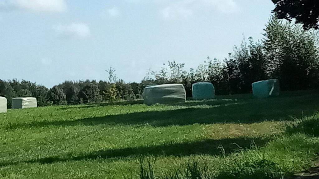 weide of grasland gezocht, Weidegang, 1 paard of pony