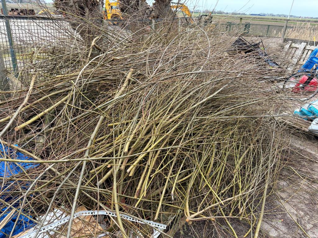 Gratis Wilgentakken, Ophalen, Zomer, Volle zon, Overige soorten