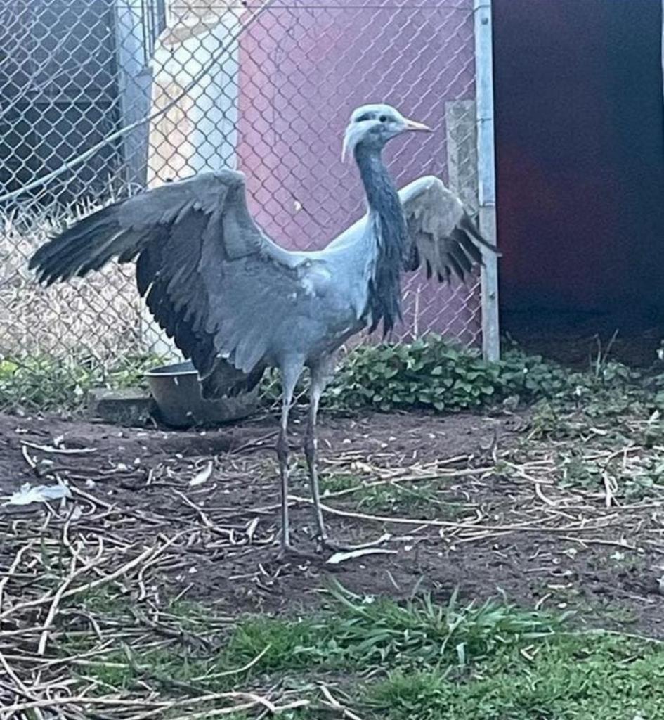 Jufferkraanvogel vrouw 2025, Vrouwelijk, Overige soorten