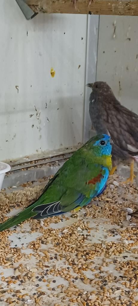 Turquoisine parkieten, Meerdere dieren, Parkiet