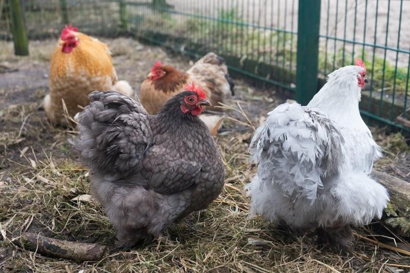 Cochin kriel broedeieren, Dieren en Toebehoren, Pluimvee, Kip, Geslacht onbekend