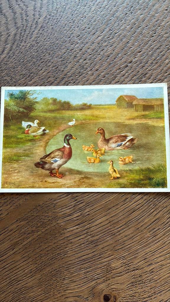 Landschap. Eenden, kuikens in plas, Ophalen of Verzenden