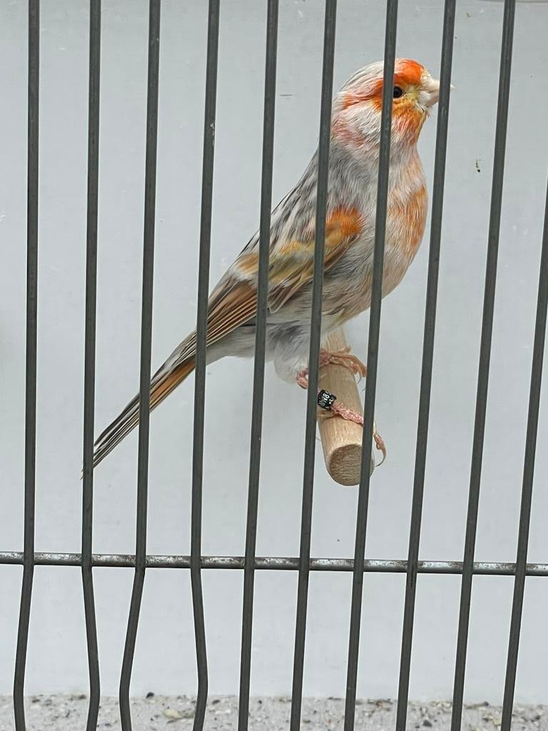 mosaiek man, Dieren en Toebehoren, Vogels | Kanaries, Meerdere dieren, Kleurkanarie