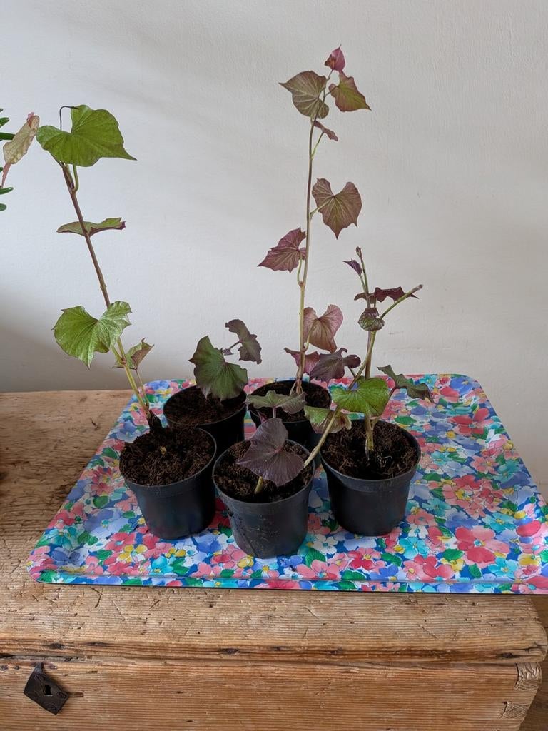 Zoete aardappelstekken, Ophalen, Eenjarig, Groenteplanten, Volle zon