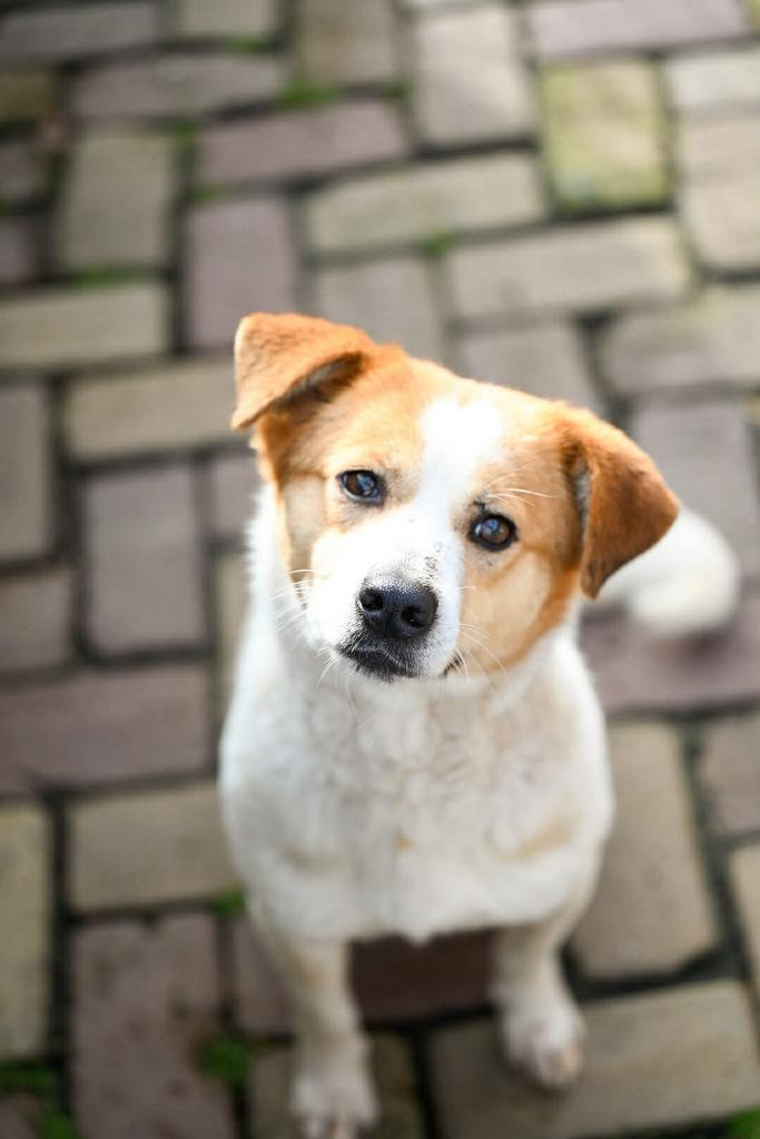 Lola, klein medium teefje gesteriliseerd 2 jaar, Particulier, 1 tot 2 jaar, Buitenland, Teef