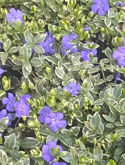 Kleine maagdenpalm, bodembedekker, ralph shugert, Ophalen, Bodembedekkers, Volle zon, Vaste plant