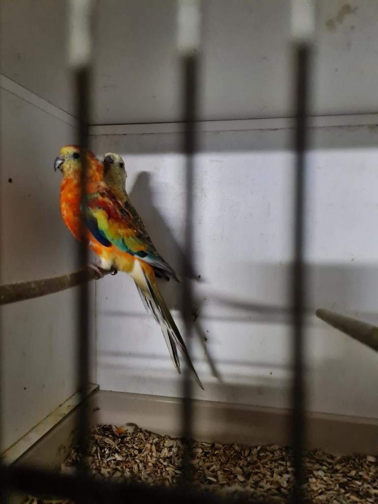 Mooi koppel  roodruggen, Meerdere dieren, Parkiet