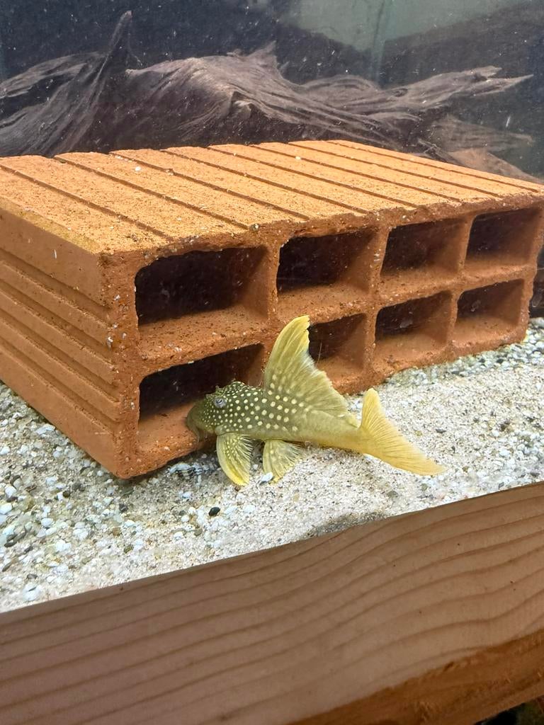 Loricariidae lijst 02-04-2026, Vis, Zoetwatervis