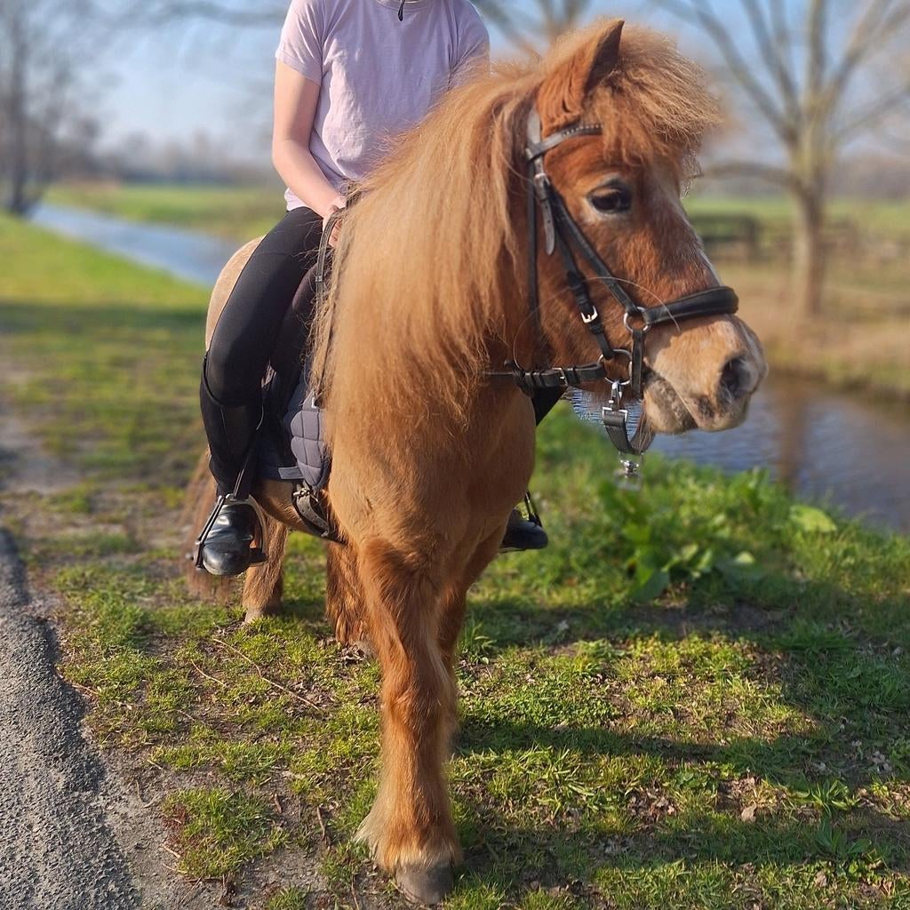 Verzorgpony aangeboden!, Dieren en Toebehoren, Ophalen of Verzenden, Nieuw
