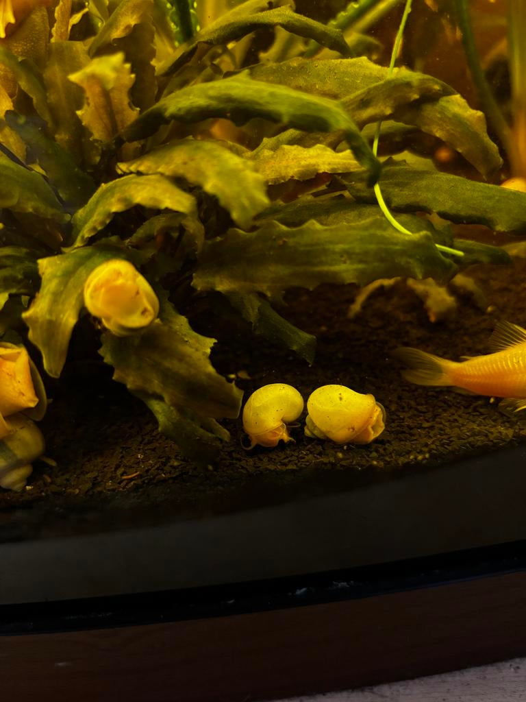 Witte appelslakken, Dieren en Toebehoren, Vis