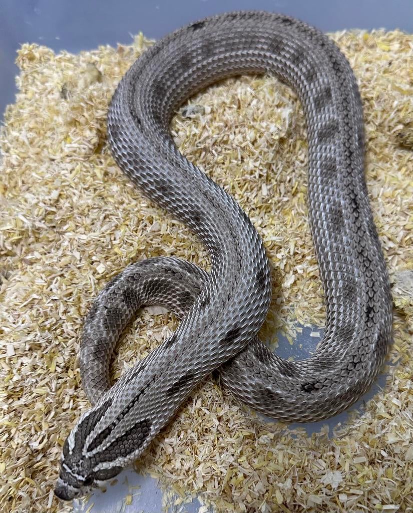 Haakneuzen / Heterodon Arctic x Super Arctic Hognose Snake - unknown for sale from prodier - alkmaar