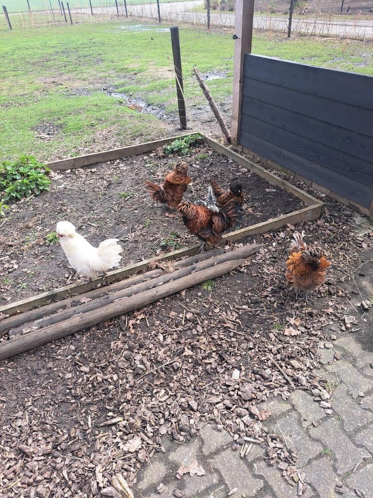 Padua broedeiren, Geslacht onbekend, Kip