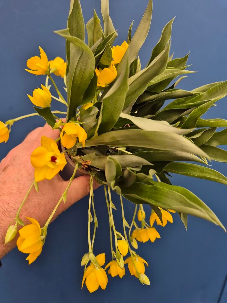 Orchidee Promenaea Sunlight p9 (19), Ophalen of Verzenden, Halfschaduw, Minder dan 100 cm