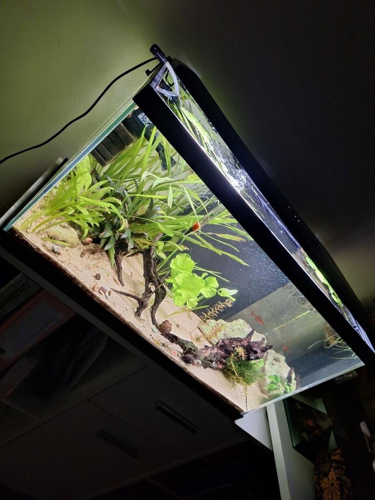 Aqaurium Compleet 60 cm, Dieren en Toebehoren, Ophalen, Zo goed als nieuw, Gevuld zoetwateraquarium