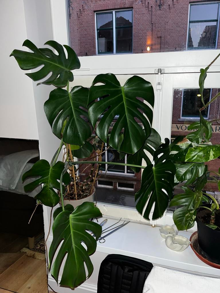 Monstera plant in goede staat, Tuin en Terras, Vaste plant, Bloeit niet, Halfschaduw, Ophalen