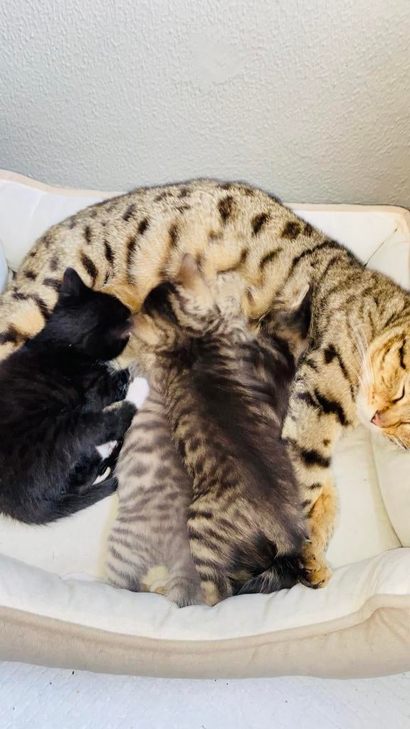 Nog twee kittens beschikbaar. Half. Bengaals, Dieren en Toebehoren, Poes, Kortharig, 0 tot 2 jaar