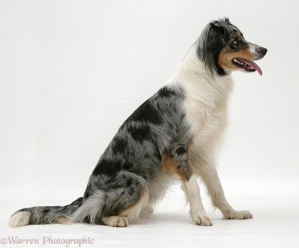 Oppassen en uitlaten van honden en dieren graag in Groesbeek, Dieren en Toebehoren, Ophalen of Verzenden