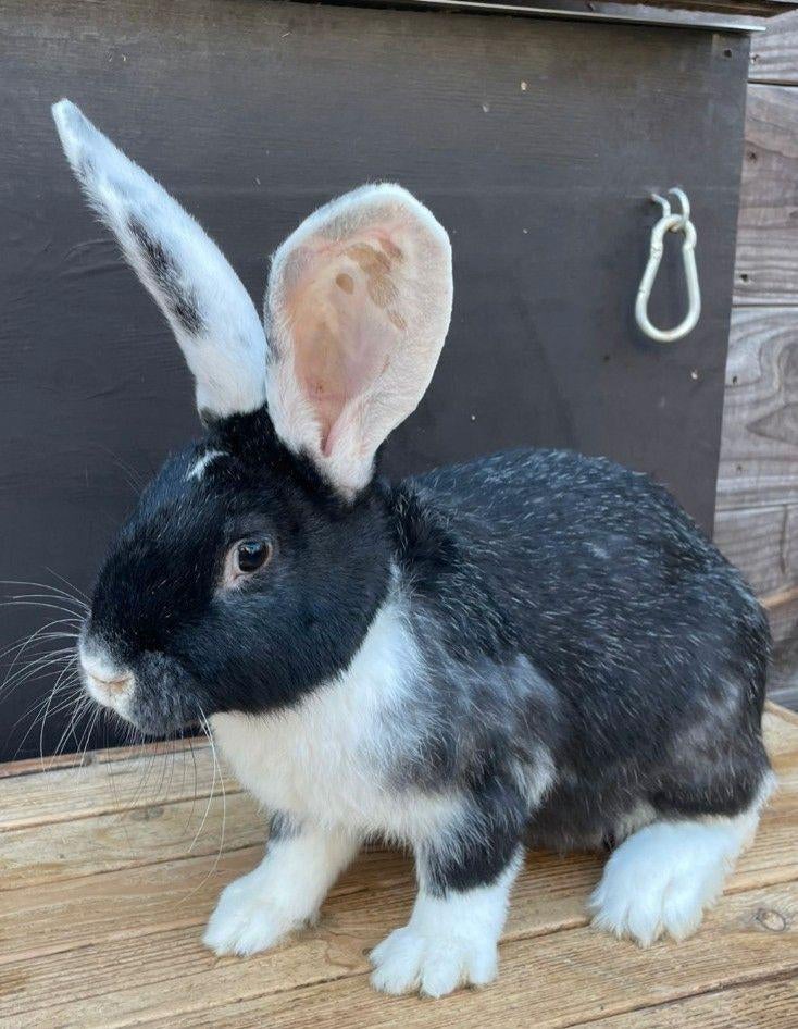 Duitse reuzen fok rammelaars zijn gevaccineerd, Meerdere dieren, Groot