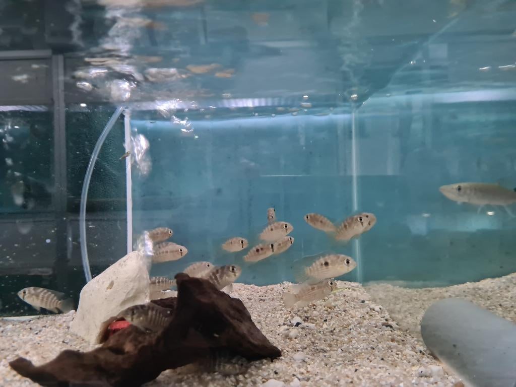 Krobia Xinguensis Cichliden, Vis, Zoetwatervis