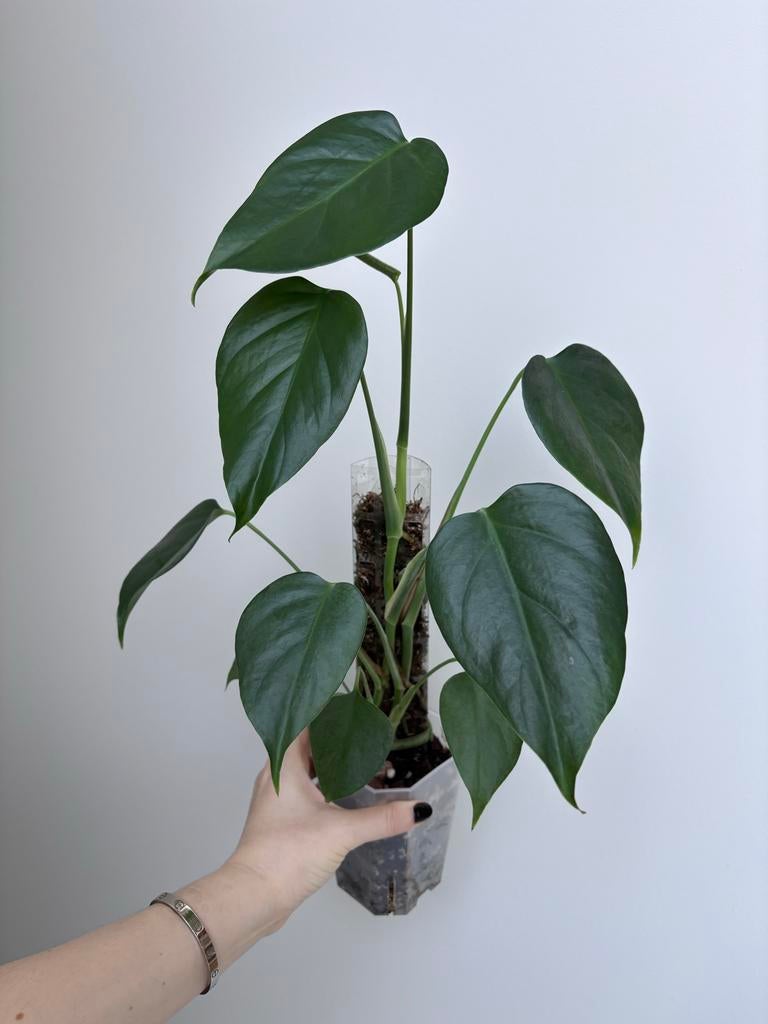 Monstera Sierrana Mexico op mosstok, Huis en Inrichting, Kamerplanten, Ophalen of Verzenden, Halfschaduw, Minder dan 100 cm