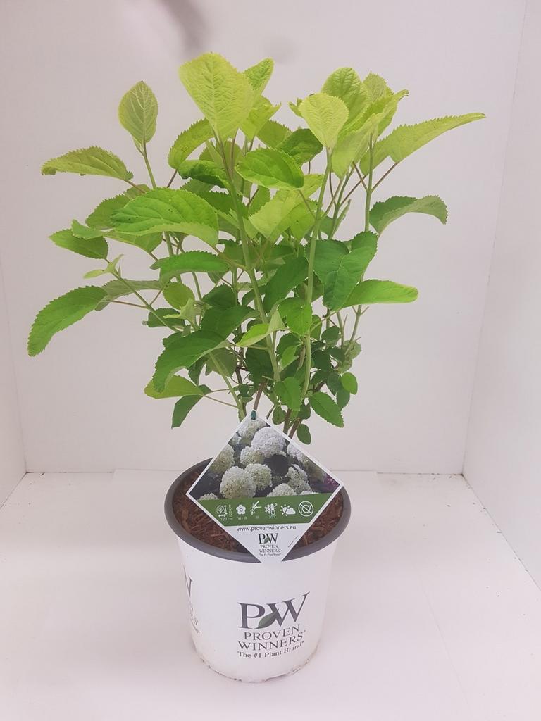 Hydrangea arb. Strong Annabelle, Tuin en Terras, Ophalen, Overige soorten, Halfschaduw
