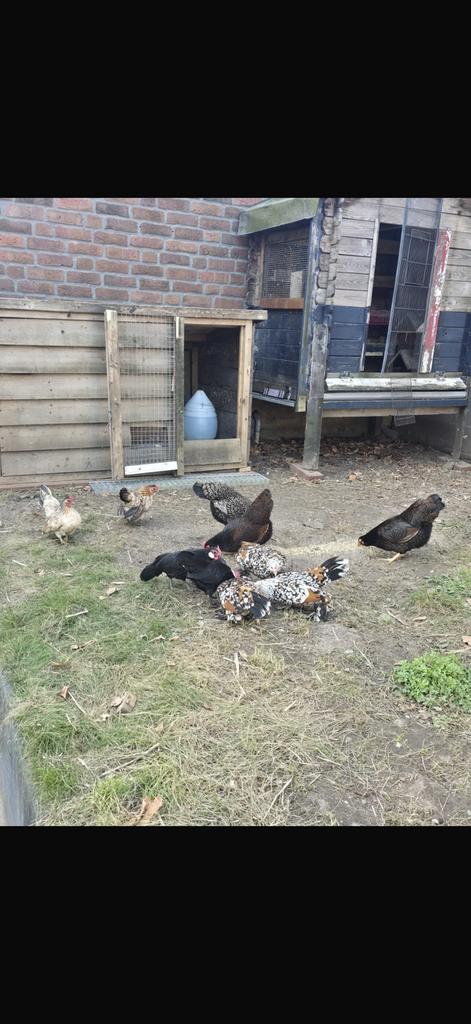 Mooie kippen, Dieren en Toebehoren, Pluimvee, Vrouwelijk, Kip