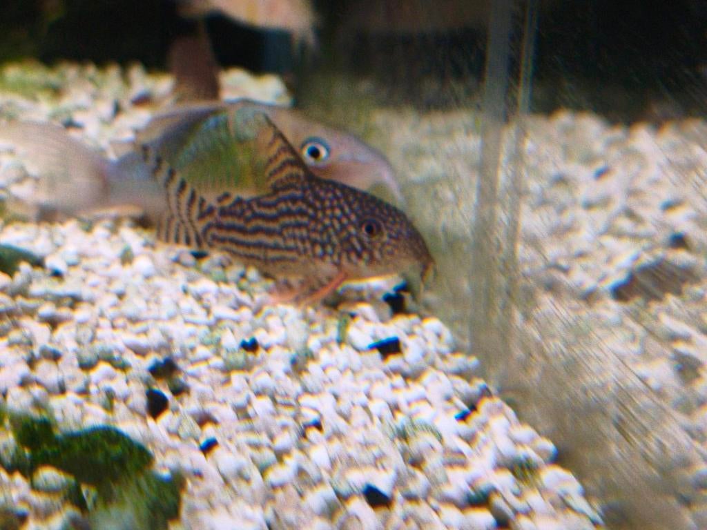 Corydoras sterbai, Dieren en Toebehoren, Vissen | Aquariumvissen, Vis, Zoetwatervis, Schoolvis