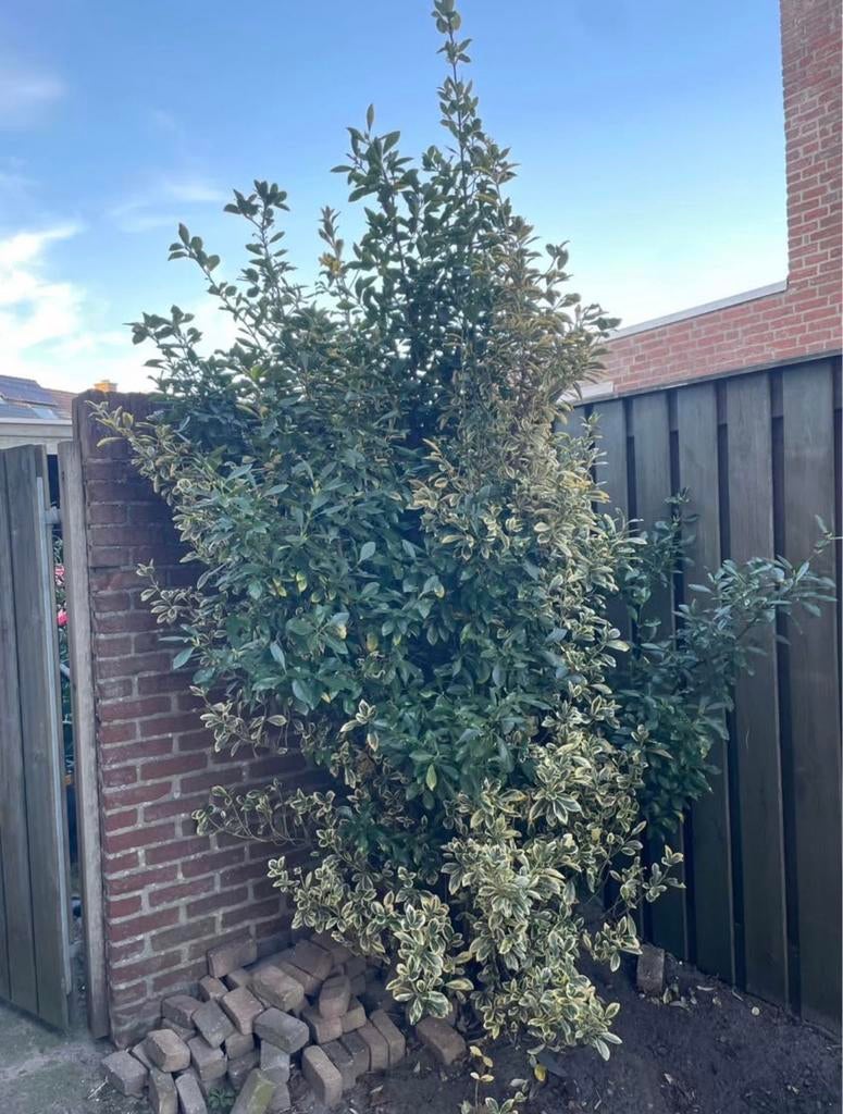 Grote struik kardinaalsmuts (euonymus), Tuin en Terras, Planten | Struiken en Hagen, Ophalen, Overige soorten