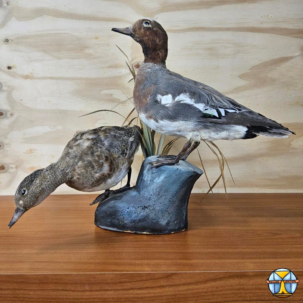Goed Opgezette Eenden / Krakeenden mannetje en vrouwtje, Ophalen of Verzenden, Zo goed als nieuw, Vogel, Opgezet dier