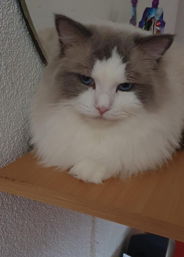 Ragdoll kater mag zo nu en dan uitdekking doen (niet te koop, 0 tot 2 jaar